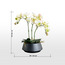 Urbano Orchid Plant in Ceramic Pot - 43 cm-household-gardenandoutdoor-artificialflowersandplants-flowers-image-4