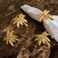 طقم حلقات مناديل 4 قطع - تمارا - 5 سم-binpromo_KSA_Alrajhi_17062026-image-3