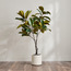 شجرة ماجنوليا في إناء نبات - 130 سم-household-gardenandoutdoor-trees-image-3