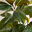 شجرة ماجنوليا في إناء نبات - 130 سم-household-gardenandoutdoor-trees-image-2