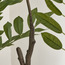 Real Touch Rhus Tree - 135 cm-binpromo_ALLBANKS_OMN_14032025-image-3