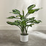 Real Touch Hosta Plant in Pot - 60 cm-household-gardenandoutdoor-artificialplants-pottedplants-image-1