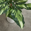 Real Touch Hosta Plant in Pot - 60 cm-household-gardenandoutdoor-artificialplants-pottedplants-image-2