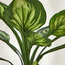 Real Touch Hosta Plant in Pot - 60 cm-household-gardenandoutdoor-artificialplants-pottedplants-image-3