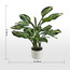 Real Touch Hosta Plant in Pot - 60 cm-household-gardenandoutdoor-artificialplants-pottedplants-image-5