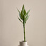 Bamboo Plant - 70 cm-household-gardenandoutdoor-trees-image-1