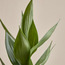 Bamboo Plant - 70 cm-household-gardenandoutdoor-trees-image-2