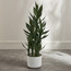 Dracaena Sanderiana Plant in Pot - 70 cm-household-gardenandoutdoor-artificialplants-pottedplants-image-1