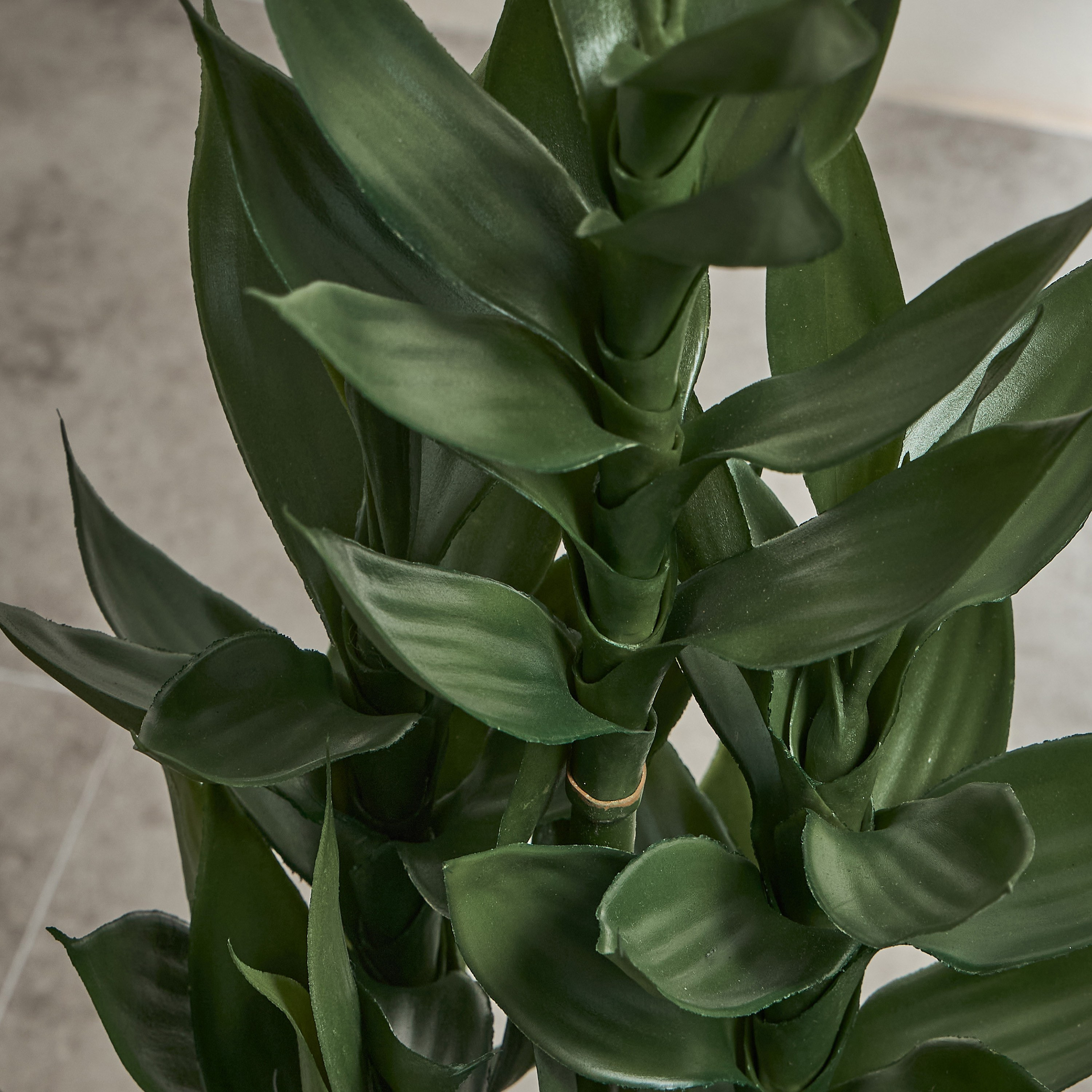 نبات دراكاينا ساندريانا في إناء - 70 سم-household-gardenandoutdoor-artificialplants-pottedplants-image-2