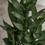 Dracaena Sanderiana Plant in Pot - 70 cm-household-gardenandoutdoor-artificialplants-pottedplants-image-2