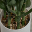 Dracaena Sanderiana Plant in Pot - 70 cm-household-gardenandoutdoor-artificialplants-pottedplants-image-3