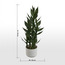 Dracaena Sanderiana Plant in Pot - 70 cm-household-gardenandoutdoor-artificialplants-pottedplants-image-5
