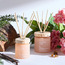 موزع عطور أعواد القصب برائحة الفانيلا والمسك - سمبليسيتي - 100 مل-binpromo_KSA_Alrajhi_17062026-image-1