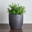 إناء زرع سيراميك - أفون - 16 سم-household-gardenandoutdoor-potsandplanters-planters-image-9