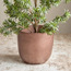 إناء زرع - ميت جلو- 31 سم-binpromo_ALLBANKS_OMN_14032025-image-5