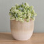إناء زرع سيراميك بارز الملمس - راحة بالي - 18 سم-household-gardenandoutdoor-potsandplanters-planters-image-4