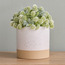 Raha Hudson Ceramic Planter - 17 cm-household-gardenandoutdoor-potsandplanters-planters-image-1
