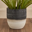 إناء زرع  سيراميك - مودرن مونو - 18 سم-household-gardenandoutdoor-potsandplanters-planters-image-5