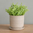 إناء زرع سيراميك مضلع - راحة بالي - 14 سم-household-gardenandoutdoor-potsandplanters-planters-image-4