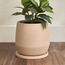 إناء زرع سيراميك مع صحن - راحة بليك مورد - 18 سم-household-gardenandoutdoor-potsandplanters-planters-image-5