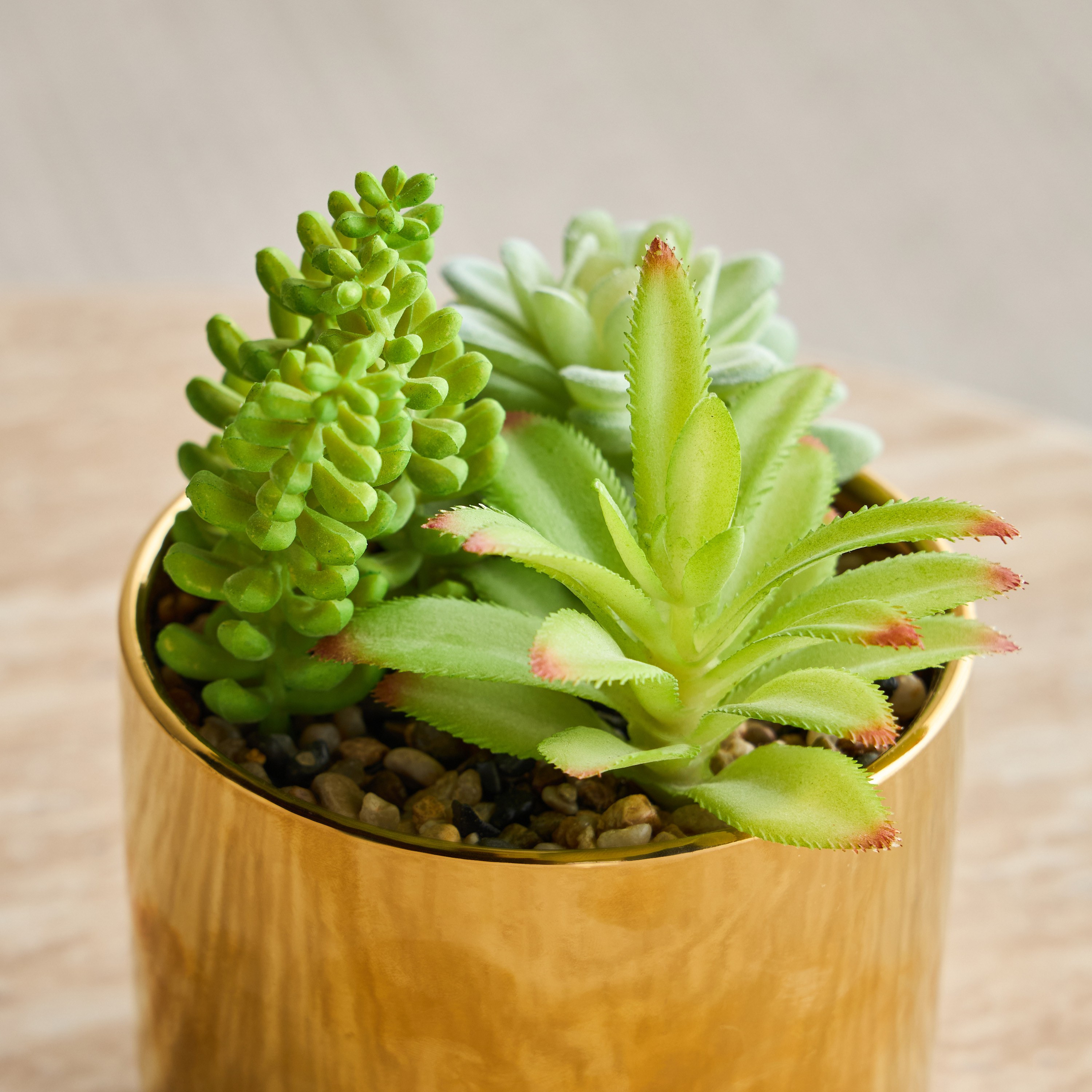 Carassula Mix Succulents in Pot - 19 cm-household-gardenandoutdoor-artificialflowersandplants-succulents-image-2