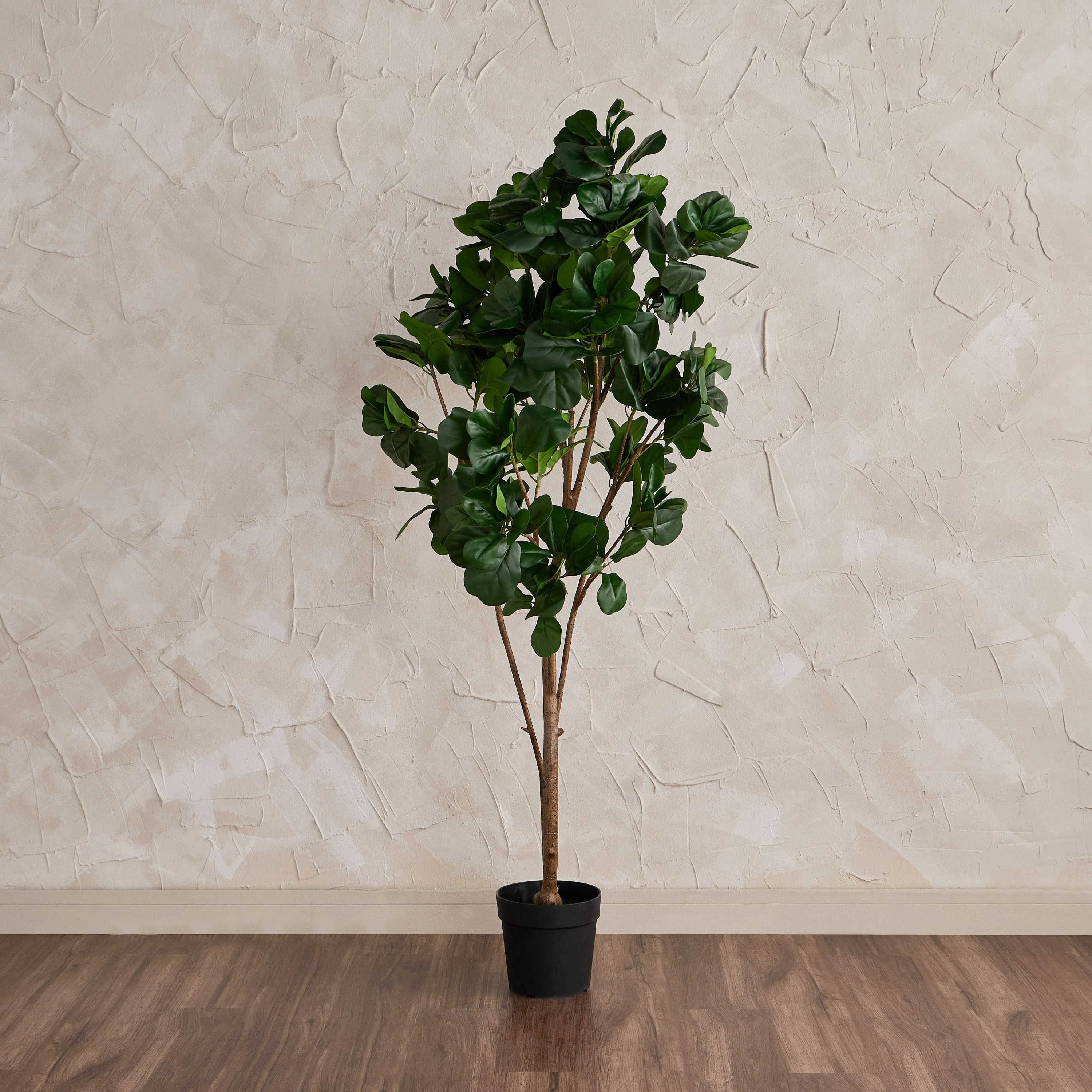 Fiddle Tree in Pot - 190 cm-household-gardenandoutdoor-trees-image-1