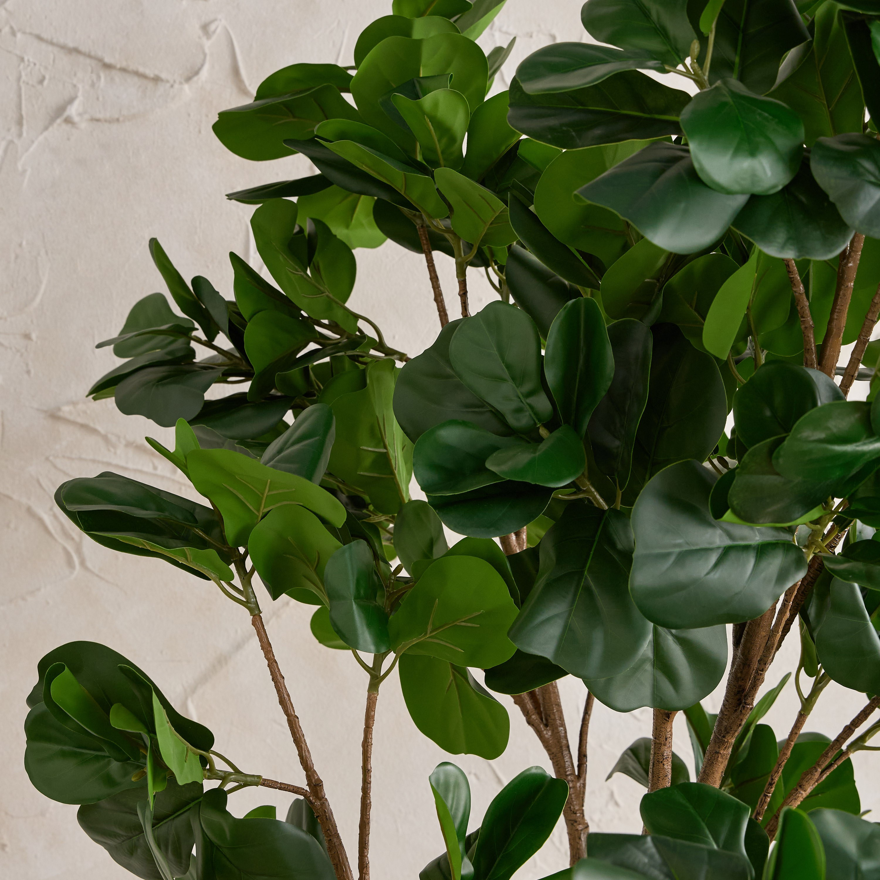 Fiddle Tree in Pot - 190 cm-household-gardenandoutdoor-trees-image-2