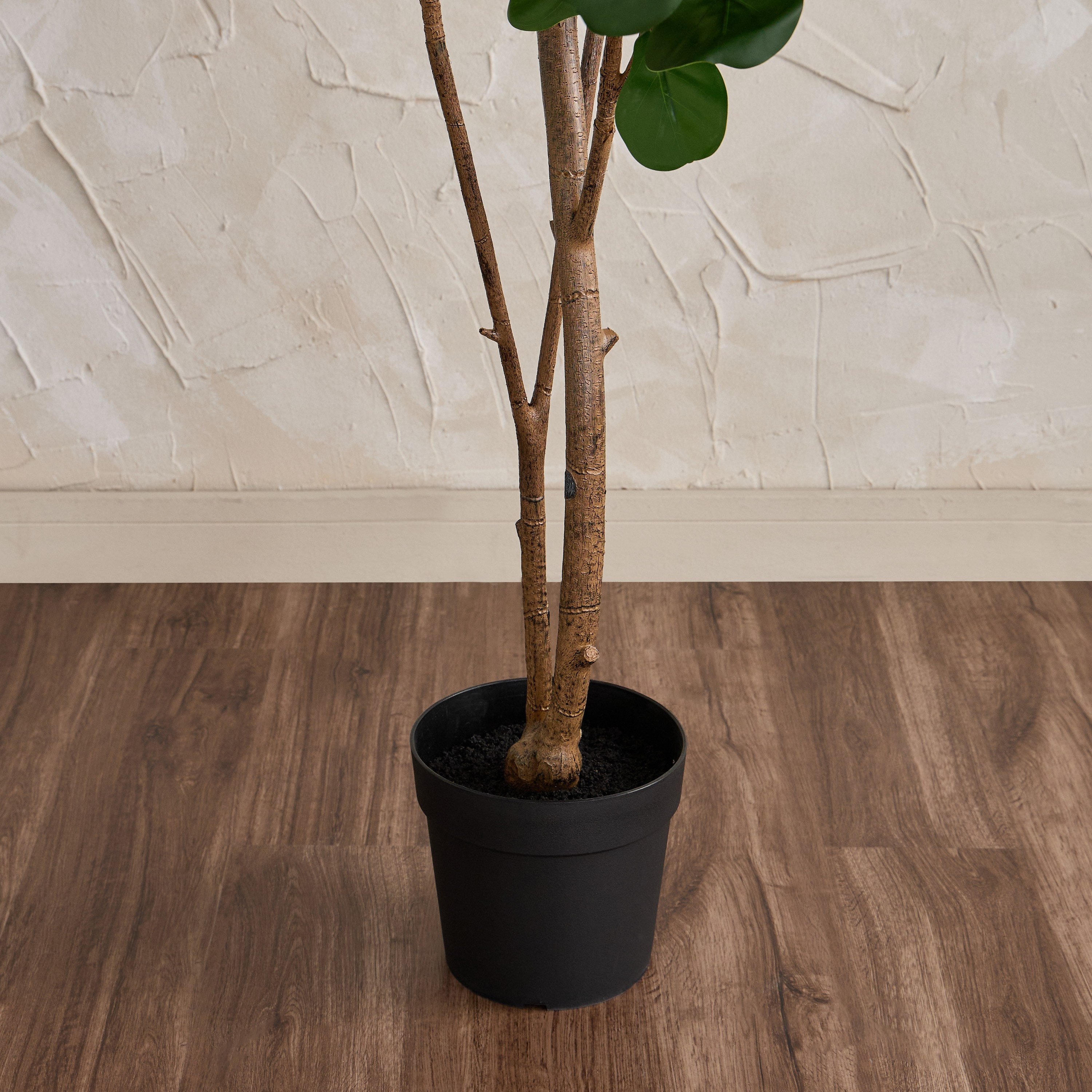Fiddle Tree in Pot - 190 cm-household-gardenandoutdoor-trees-image-3