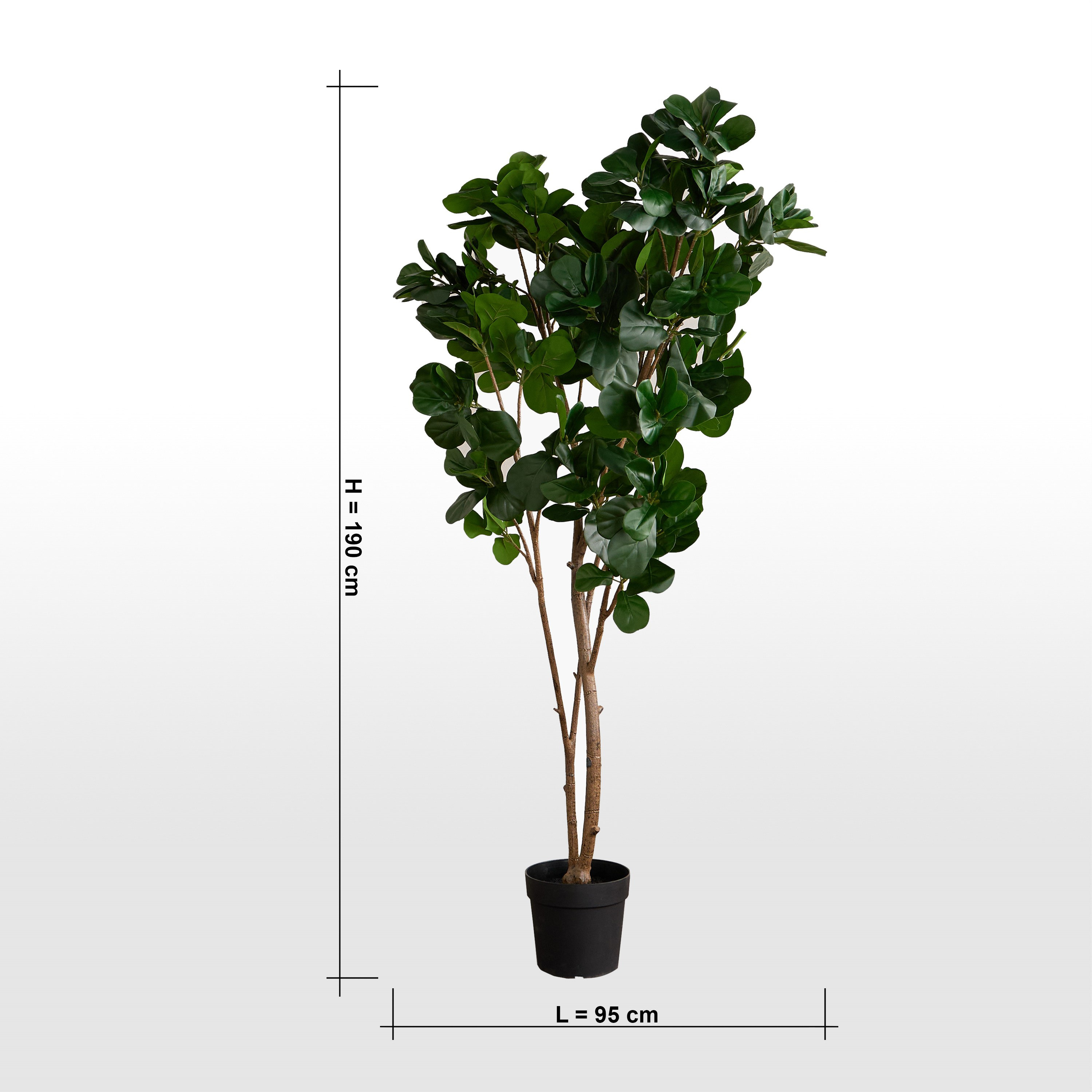 Fiddle Tree in Pot - 190 cm-household-gardenandoutdoor-trees-image-5