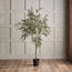 Bucida Buceras Tree - 200 cm-household-gardenandoutdoor-trees-image-1