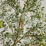 Bucida Buceras Tree - 200 cm-household-gardenandoutdoor-trees-image-2