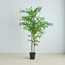 شجرة إنكيانثوس - 175 سم-binpromo_KSA_SNB_15092026-image-5