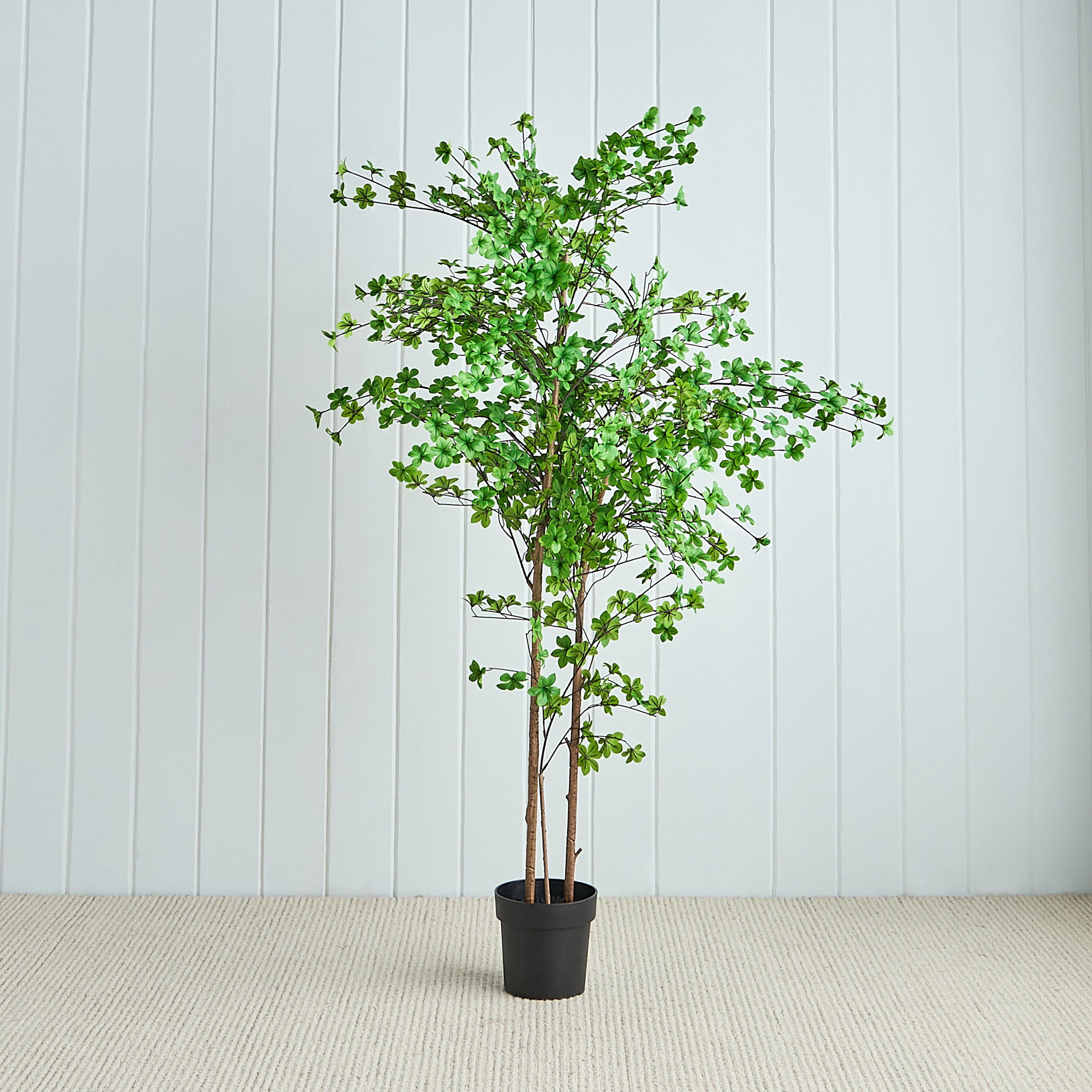 Enkianthus Tree - 175 cm