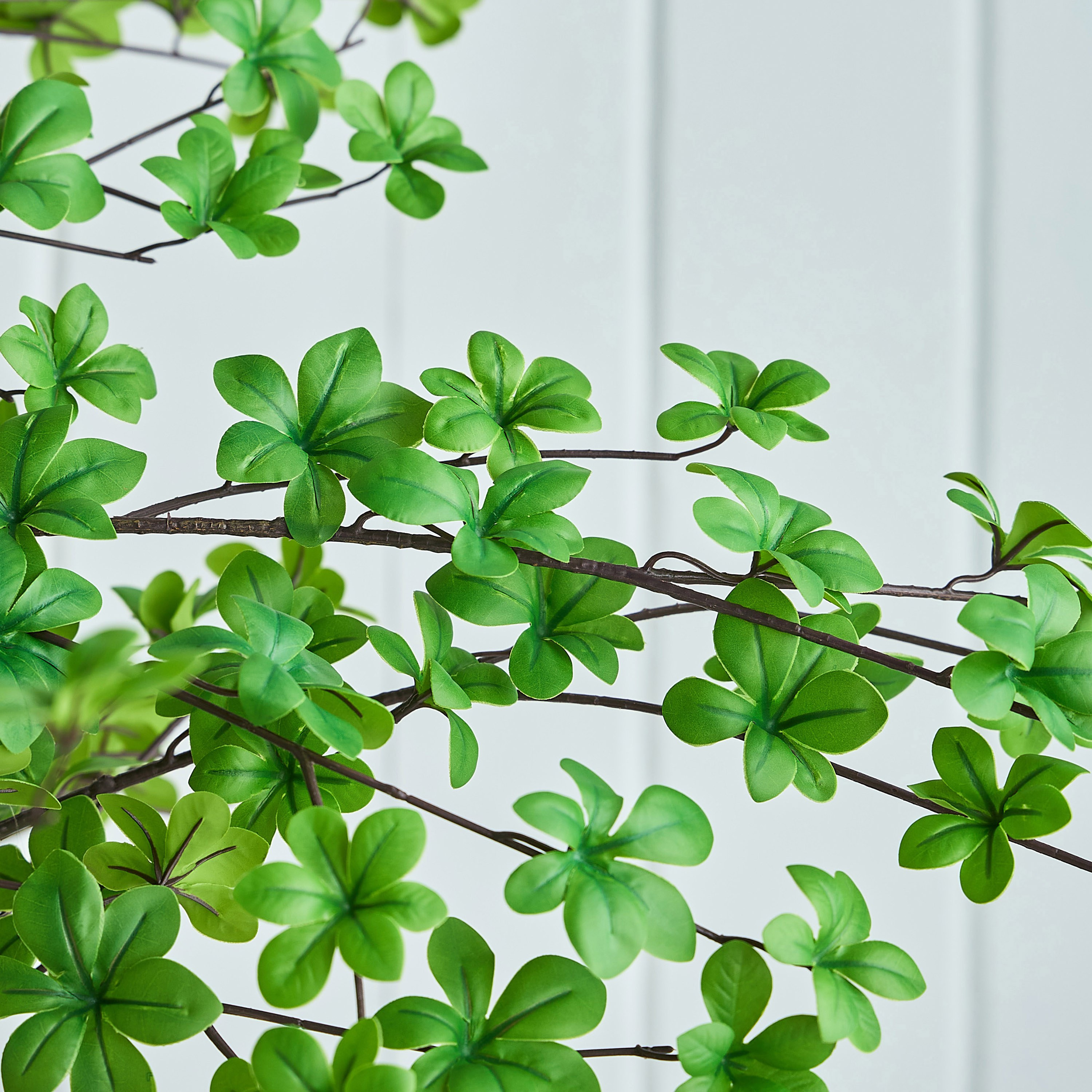 Enkianthus Tree - 175 cm-household-gardenandoutdoor-trees-image-2