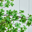 شجرة إنكيانثوس - 175 سم-binpromo_KSA_SNB_15092026-image-4