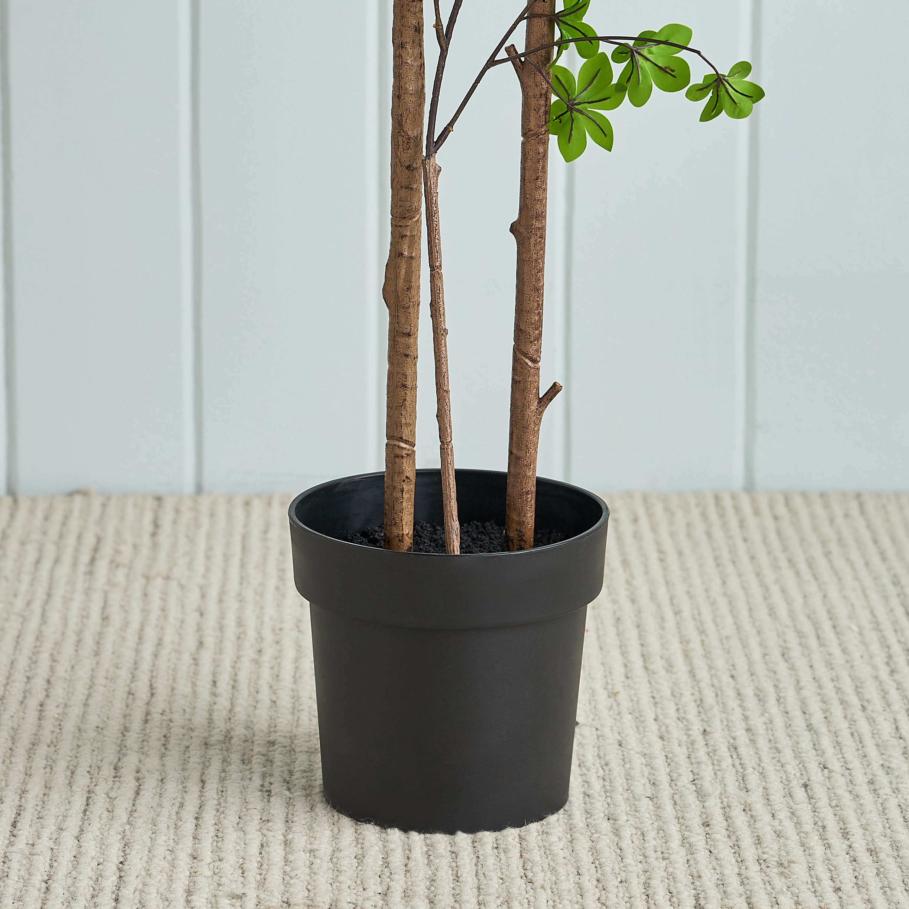 Enkianthus Tree - 175 cm-household-gardenandoutdoor-trees-image-3