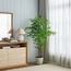 شجرة إنكيانثوس - 175 سم-binpromo_KSA_SNB_15092026-image-2