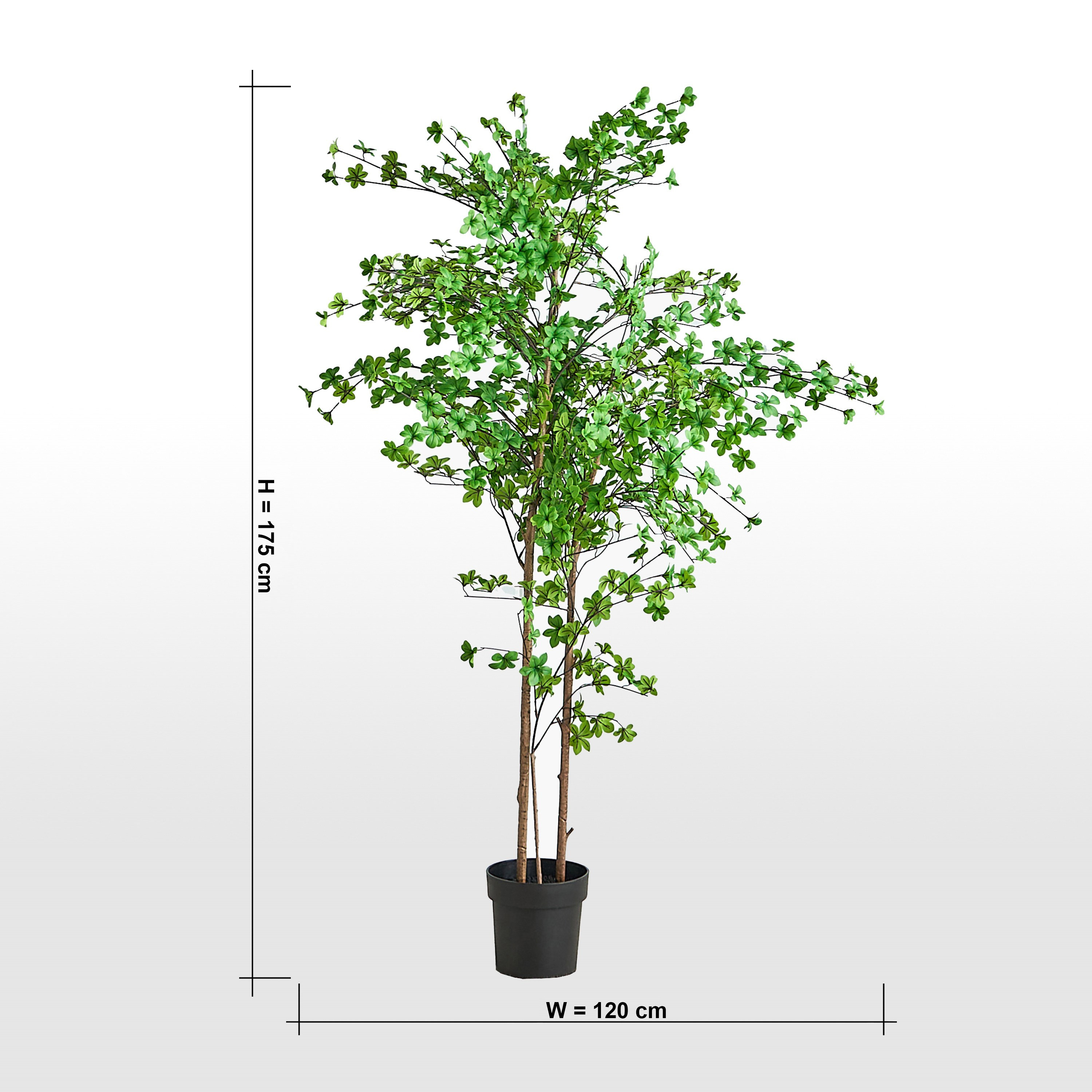 Enkianthus Tree - 175 cm-household-gardenandoutdoor-trees-image-5
