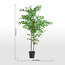 شجرة إنكيانثوس - 175 سم-binpromo_KSA_SNB_15092026-image-1