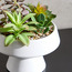 نباتات عصارية صناعية متنوعة في وعاء - تيرا - 20 سم-household-gardenandoutdoor-artificialplants-succulents-image-3