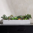 إناء زرع نبات عصاري مختلط - تيرا - 22 سم-household-gardenandoutdoor-artificialplants-succulents-image-4