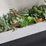 إناء زرع نبات عصاري مختلط - تيرا - 22 سم-household-gardenandoutdoor-artificialplants-succulents-image-3