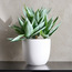 Shine Agave Plant in Ceramic Pot - 43 cm-household-gardenandoutdoor-artificialplants-succulents-image-1