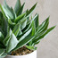 Shine Agave Plant in Ceramic Pot - 43 cm-household-gardenandoutdoor-artificialplants-succulents-image-2