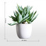 Shine Agave Plant in Ceramic Pot - 43 cm-household-gardenandoutdoor-artificialplants-succulents-image-4