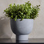 Terra Shrub in Footed Pot - 36 cm-household-gardenandoutdoor-artificialplants-pottedplants-image-1