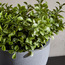 Terra Shrub in Footed Pot - 36 cm-household-gardenandoutdoor-artificialplants-pottedplants-image-2