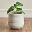 Eden Glint Glaze Iron Planter - 16.6 cm-household-gardenandoutdoor-potsandplanters-planters-image-1