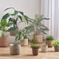 Caresto Seagrass and Straw Planter - 15 cm-binpromo_KSA_Alrajhi_17062026-image-4