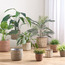 Migo Mia Seagrass and Jute Planter - 15 cm-household-gardenandoutdoor-potsandplanters-planters-image-4